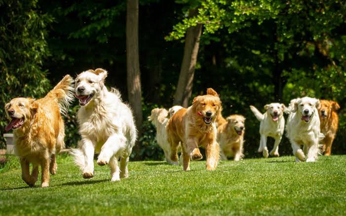 International Dog Day Marks Humanity's Oldest Animal Friendship