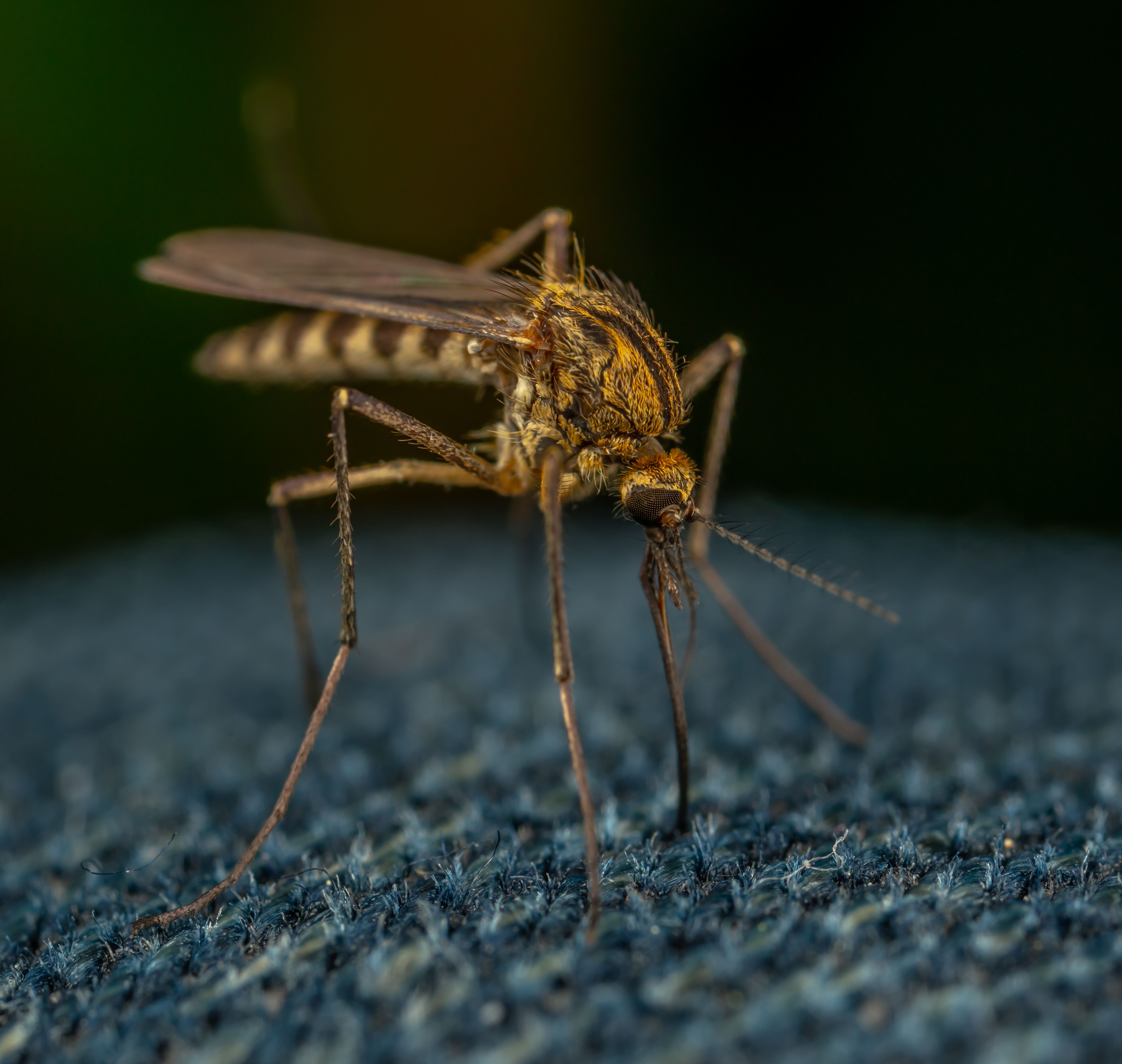 West Nile Fever Cases in Macedonia Reach 43, First Infected Crow Found in Skopje