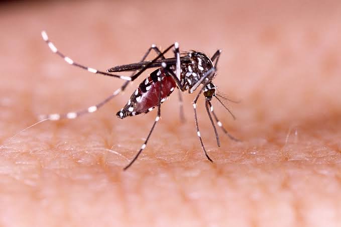 Doctors Issue Guidance as West Nile Fever Hospitalizations Rise